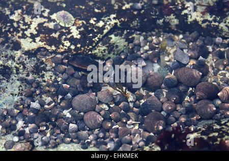 Blue Mussel (Mytilus edulis) with feeding siphon extended and a crowd of Common Periwinkle in a tidepool, Acadia National Park. Stock Photo