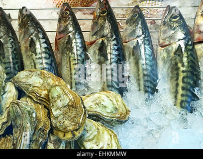 Assortment of oysters and raw mackerels on ice at the market stall Stock Photo