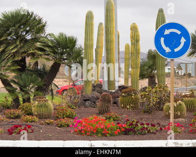 Roundabout with traffic sign, cacti, flowers and palm trees Fuerteventura, Canary Islands Spain Stock Photo