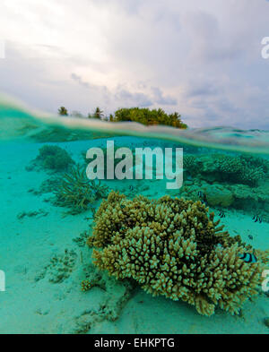 Semi Underwater Scene of tropical Island and Reef with small fishes, Maldives Stock Photo