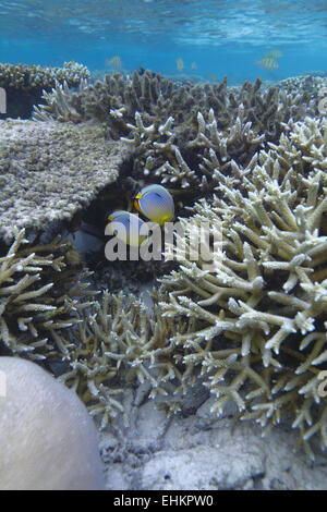 Colorful coral reef ecosystem with Oval butterflyfish, surrounded by ...