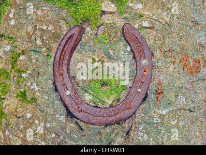 a horseshoe nailed to a tree Stock Photo