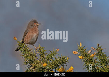 Female Dartford Warbler-Sylvia undata  perches on Common Gorse-Ulex europaeus. Uk Stock Photo