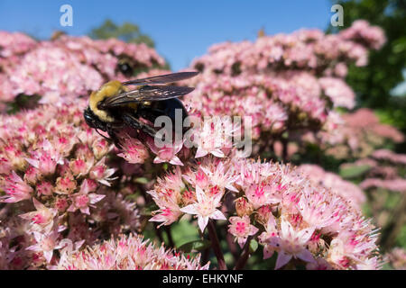 A carpenter bee Xylocopa virginica collecting pollen from an autumn flowering sedum Stock Photo