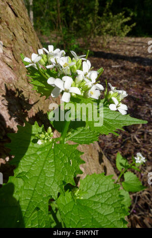 Garlic mustard is a non-native invasive weed plant which is now found in most parts of North America Stock Photo