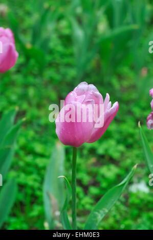tulips with water drops, watering flowers in garden, springtime Stock Photo