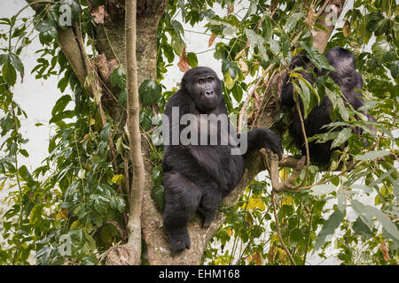 Mountain gorilla in Bwindi Impenetrable Forest, Uganda (Rushegura group) Stock Photo