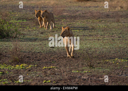 Three young Lions running (Panthera leo)