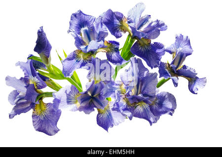 Bouquet blueflag or iris flower Isolated on white background. Overhead view Stock Photo