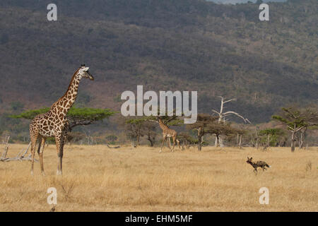 Giraffe staring at a Wild dog running towards it. Stock Photo