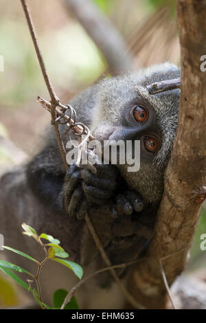 Blue monkey or diademed monkey (Cercopithecus mitis) Stock Photo