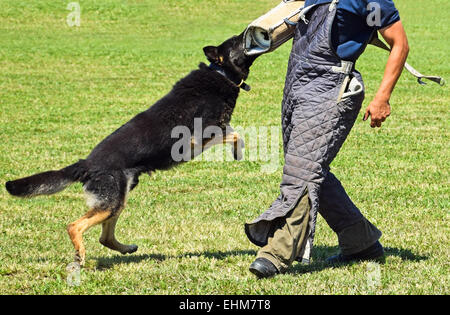 German shepherd dog in training Stock Photo