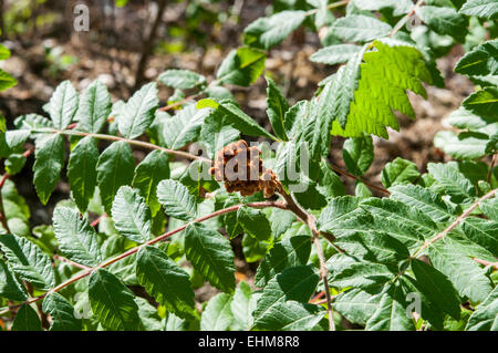 Leaves and fruits of Elm-leaved sumach, Rhus coriaria Stock Photo