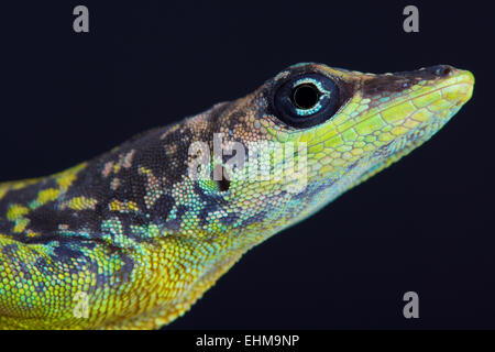 Barbados Anole (Anolis extremus) Standard Vivarium Label – Cloud