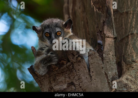 White-footed Sportive Lemur (Lepilemur leucopus), Madagascar Stock Photo