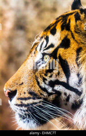 Fantastic specimen  of Bengal tiger posing placidly Stock Photo