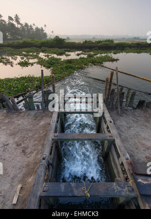 Opened wooden gate to regulate the water level of the Pokkali rice fields during ebb and flood, backwaters, Ernakulam District Stock Photo