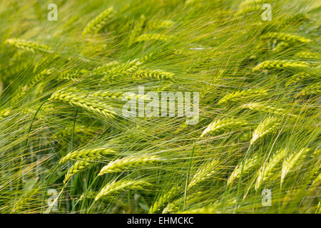 Barley (Hordeum vulgare), corn field, Saxony, Germany Stock Photo