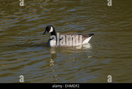 Canada Goose (Branta canadensis) swimming, Dorset, England, UK Stock Photo