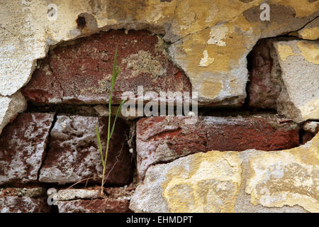 Old brick wall with cracked plaster. Stock Photo