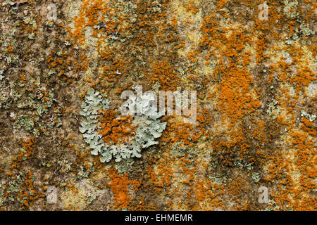 bright orange alga Trentepohlia colonising the bark surface of an ash tree competing for space with starburst lichen Stock Photo