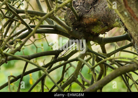 The branching holdfast of a mistletoe bush beneath a side branch on an old apple tree drawing food nutrients from its host Stock Photo