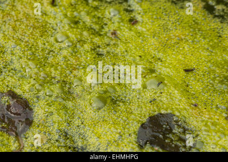 dense covering of bright filamentous green alga algae with masses of trapped bubbles oxygen gas methane rotting vegetation below Stock Photo