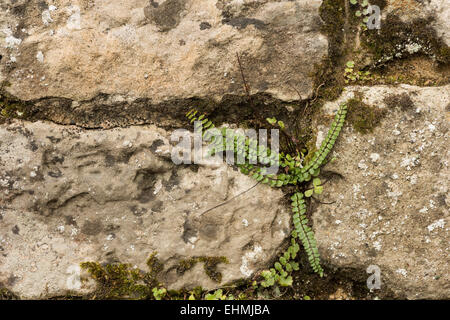 Maidenhair Spleenwort making a holdfast on old vertical wall face amongst cracks render  and slate rock Stock Photo