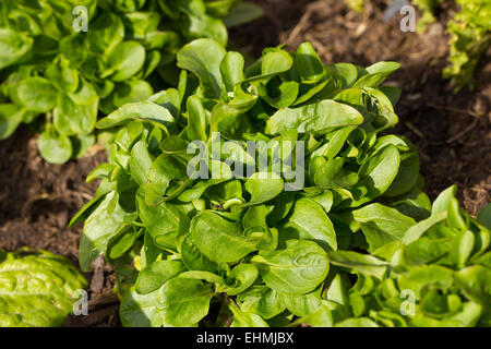 Healthy green lettuce crop Stock Photo