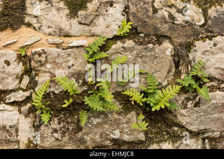 Rustyback ferns starting to spread out growing in a dry stone wall of kentish rag and limestone Stock Photo