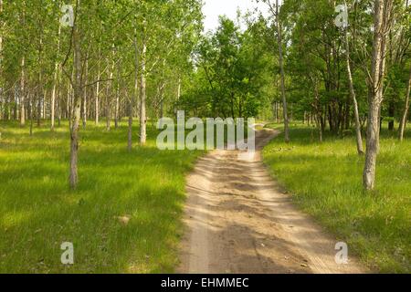 Dirt Road Stock Photo