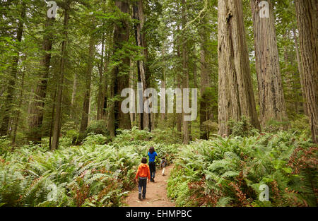 Mixed race children walking in forest Stock Photo