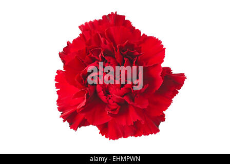 carnation flower isolated on white Stock Photo
