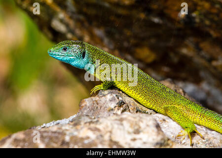 European green lizard Stock Photo