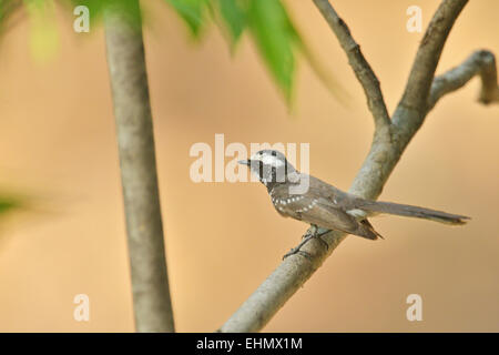 White-browed fantail (Rhipidura aureola) sitting on the branch of a tree in Ranthambhore national park Stock Photo