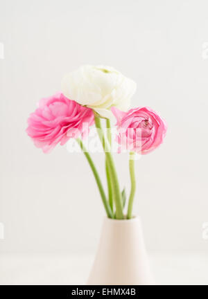 Three white and pink ranunculus flowers in a vase Stock Photo