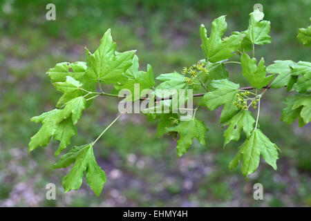 Acer campestre, Field maple Stock Photo