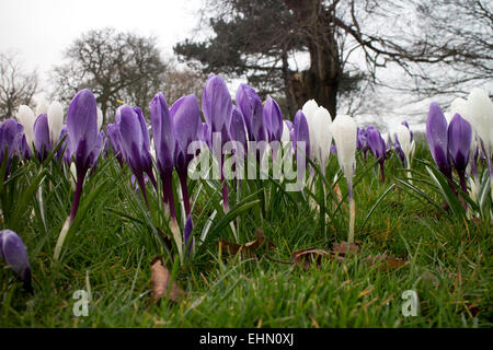 Crocus naturalised in grass, UK Stock Photo