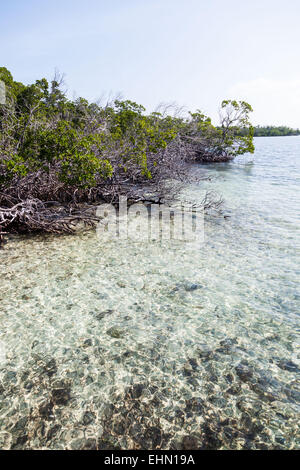 Mangrove , Cayo Levisa, Cuba. Stock Photo