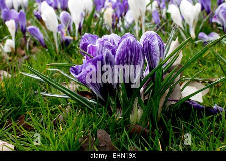 Crocus naturalised in grass, UK Stock Photo