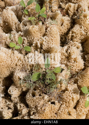 Natural Sponge with Plant Growth, Tarpon Springs, FL Stock Photo