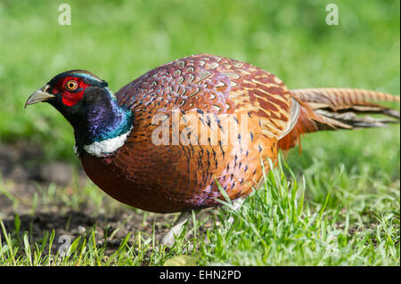 A Common Pheasant (Phasianus colchicus) bathes in the autumn sunlight on farmland in East Yorkshire Stock Photo