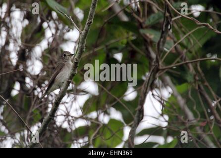 Bintan, Riau Islands, Indonesia. 15th Mar, 2015. BINTAN ISLAND, INDONESIA - March 16: Little pied flycatcher bird (ficedula westermanni) seen at Tanjungpinang on March 15, 2015 in Bintan Island, Indonesia. Indonesia has a diversity of birds, animals, insects, fishes. © Sijori Images/ZUMA Wire/Alamy Live News Stock Photo