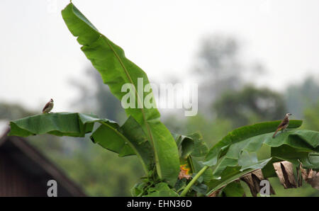 Bintan, Riau Islands, Indonesia. 15th Mar, 2015. BINTAN ISLAND, INDONESIA - March 16: Yellow-vented Bulbul (Pycnonotus Goiavier) birds seen at Tanjungpinang on March 15, 2015 in Bintan Island, Indonesia. Indonesia has a diversity of birds, animals, insects, fishes. © Sijori Images/ZUMA Wire/Alamy Live News Stock Photo