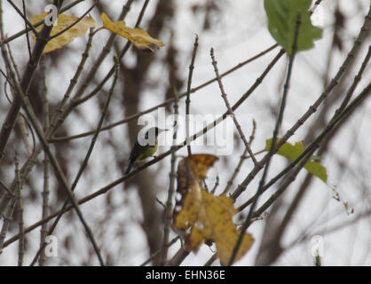 Bintan, Riau Islands, Indonesia. 15th Mar, 2015. BINTAN ISLAND, INDONESIA - March 16: Mangrove Honey bird (hypogramma hypogrammicum) seen at Tanjungpinang on March 15, 2015 in Bintan Island, Indonesia. Indonesia has a diversity of birds, animals, insects, fishes. © Sijori Images/ZUMA Wire/Alamy Live News Stock Photo