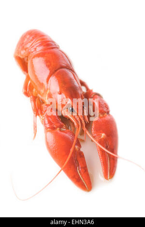 One crayfish on white background. Stock Photo