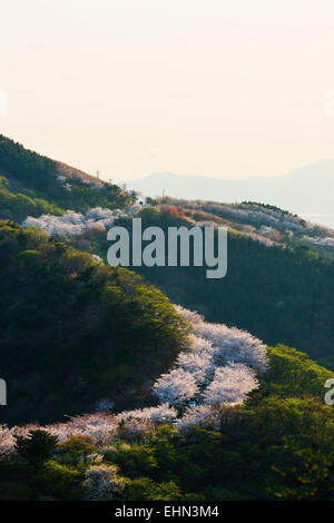 Cherry blossom in spring in Korea is the popular cherry blossom viewing ...