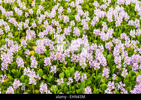 Water hyacinth or Camalote (Eichhornia crassipes) Stock Photo