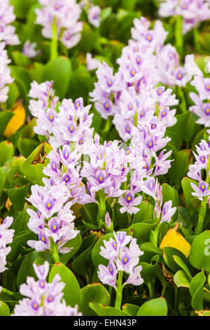 Water hyacinth or Camalote (Eichhornia crassipes) Stock Photo