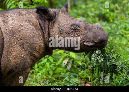 Andatu, the first Sumatran rhinoceros born in captivity in Indonesia. Stock Photo